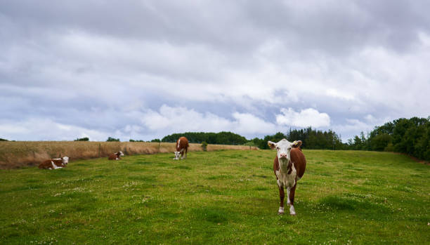 istock Hereford cattle in the meadow 1300034783