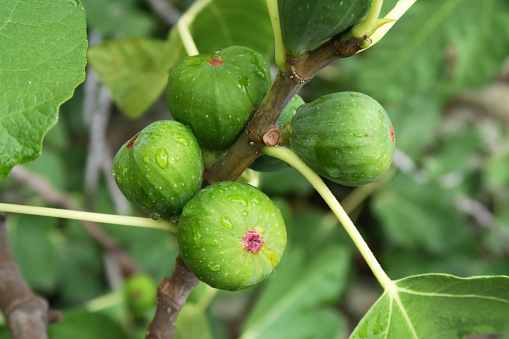 Green figs on the tree