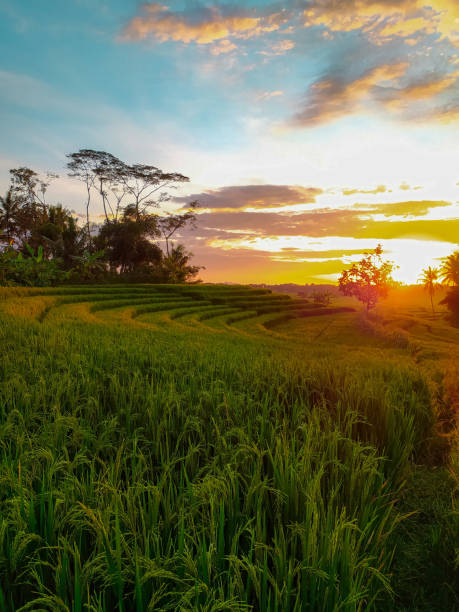 istock Rice Terrace Field in Kulon Progo 1300037599