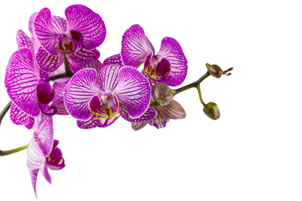 zweig der orchidee phalaenopsis isoliert auf weißem hintergrund - vibrant color purple botany nature stock-fotos und bilder