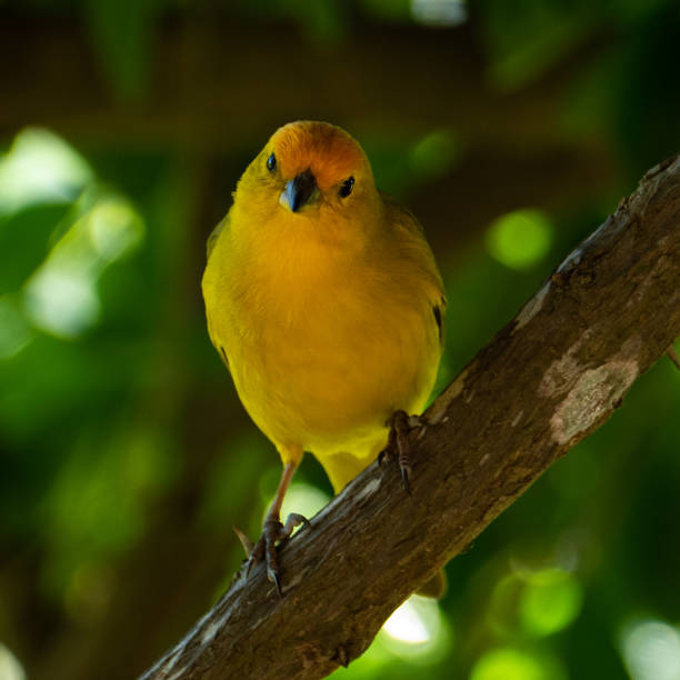 istock Atlantic Canary, a small Brazilian wild bird. 1300040956