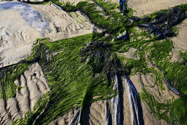 istock Green moss beach by the sea 1300042269