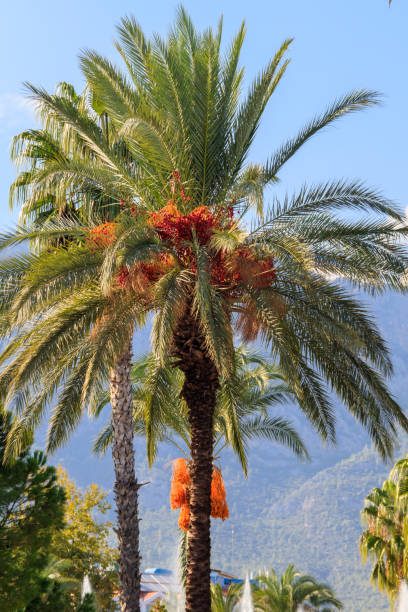 istock Date palm tree (Phoenix dactylifera) with ripening date fruits against blue sky 1300042311