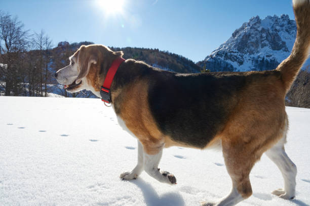 starszy beagle na śniegu – zdjęcie