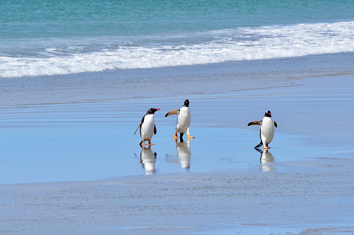 Penguin colony in Falkland Islands