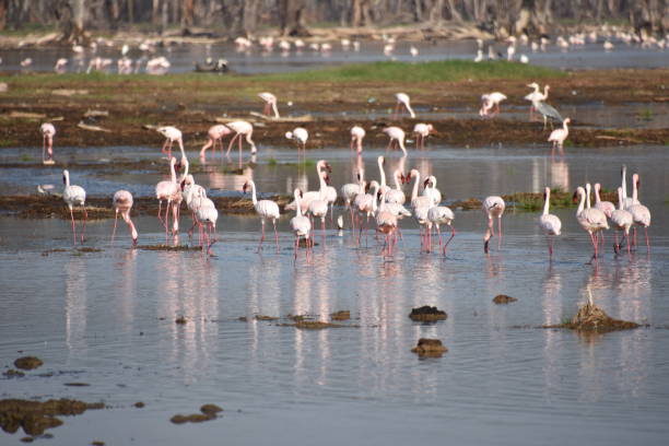 Flock of Flamingos in Lake Nakuru African lesser flamingos wade in Lake Nakuru National Park lake nakuru national park stock pictures, royalty-free photos & images