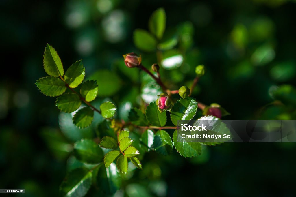 Leaves and unopened rose buds on rosebush before flowering Bud Stock Photo
