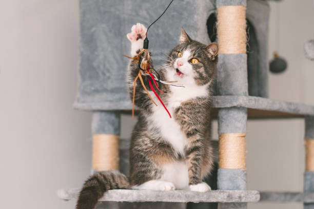 istock Beautiful striped cat sitting on grey cat tree, tower or condo with scratching boards and playing with toy. 1300047723
