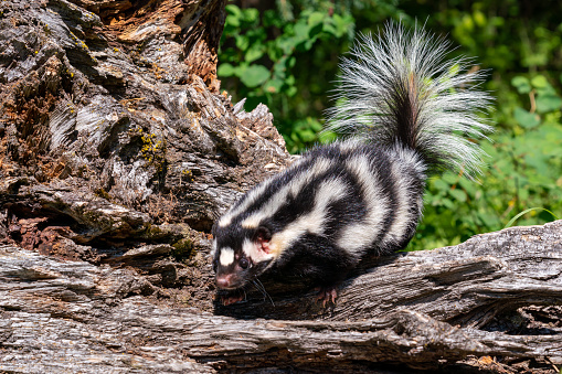 This is a rare photograph of a Ringtail in Oklahoma. This one was photographed at the Wichita Mountains in Oklahoma.