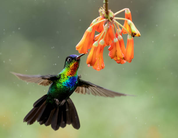 istock Hummingbird in Costa Rica 1300050724