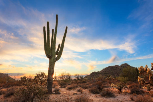 Arizona desert landscape and Saguaro Cactus Scenic desert landscape with Saguaro Cactus and sunset sky in Phoenix, Arizona. sonoran desert stock pictures, royalty-free photos & images