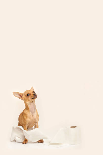 istock Puppy wrapped in toilet paper with white studio background 1300053710