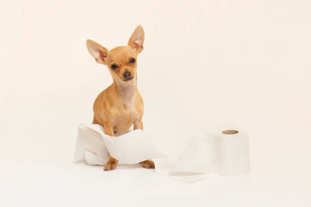 istock Puppy wrapped in toilet paper with white studio background 1300053718
