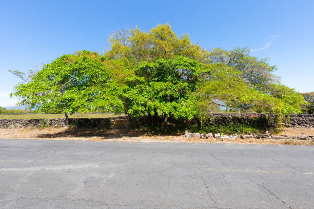 Panama Chiriqui province Sterculia apetala tree was officially recognized as the national tree of the Republic of Panama in 1969.