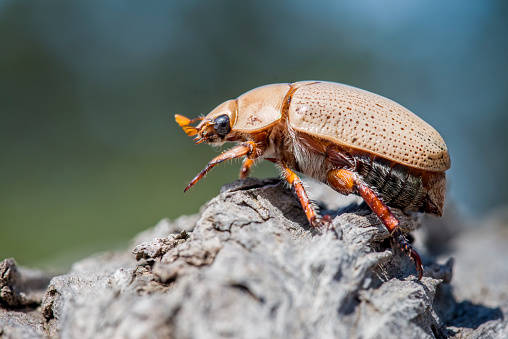 Close up of a Christmas Beetle in nature