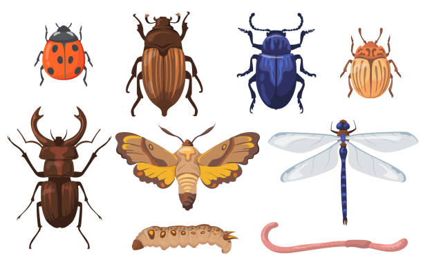 bunte verschiedene insekten, würmer und käfer flaches set - made man object stock-grafiken, -clipart, -cartoons und -symbole