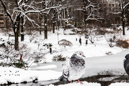 A view of pigeons in a snowy Central Park