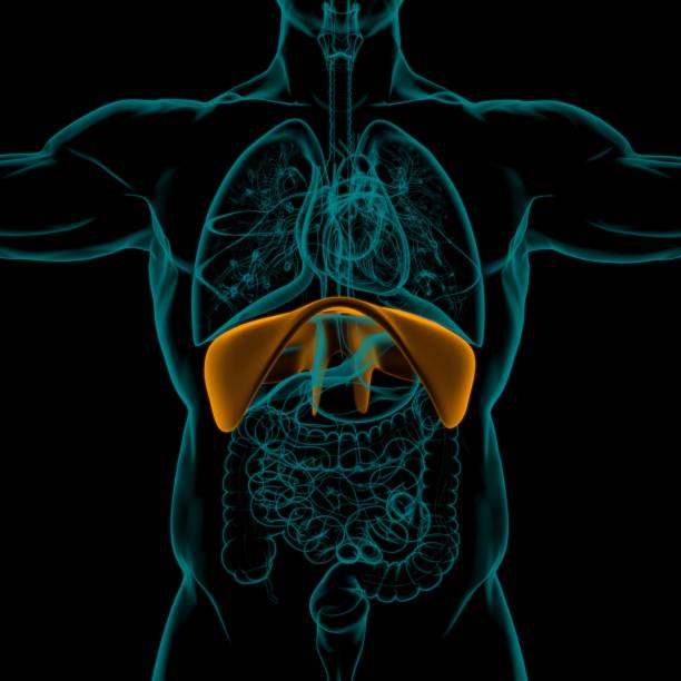 ダイアフラムヒト呼吸器系の医療概念3dレンダリングのための解剖学 - diaphragm ストックフォトと画像