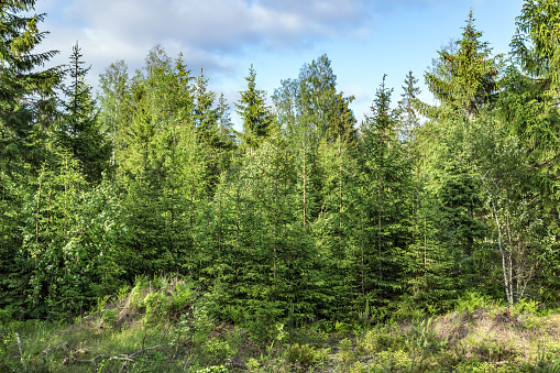 Beautiful nature green landscape Pine spruce tree