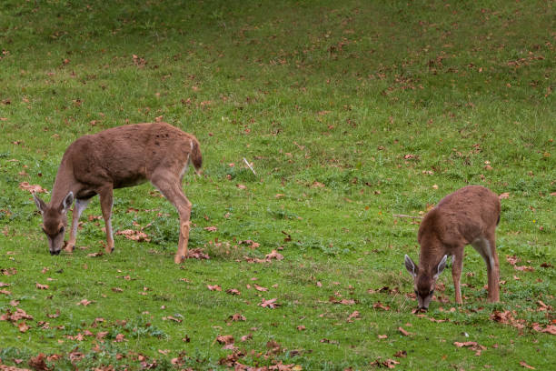 istock Two Deer Grazing In A Field 1300059015