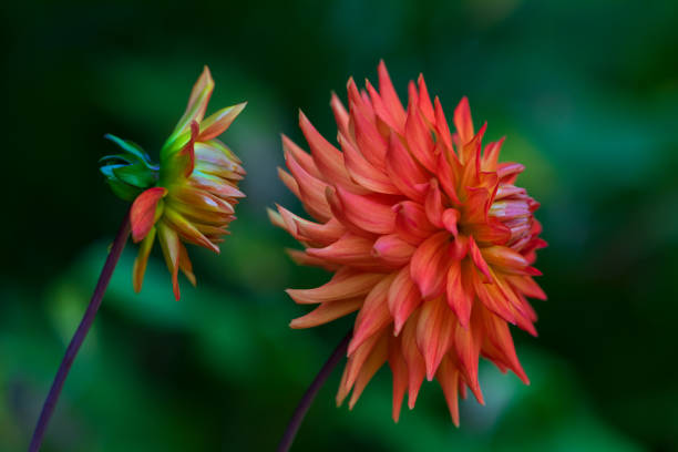 Colorful flowers in the park.