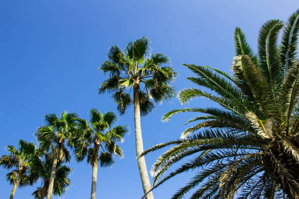 istock Palm trees under the blue sky of a beach resort 1300060397