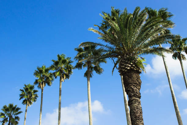 istock Palm trees under the blue sky of a beach resort 1300060402
