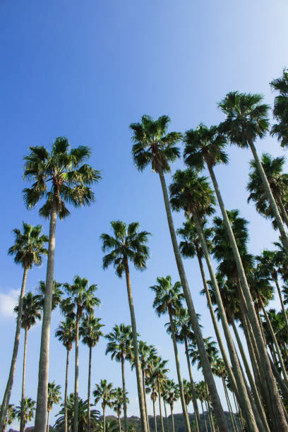 istock Palm trees under the blue sky of a beach resort 1300060409