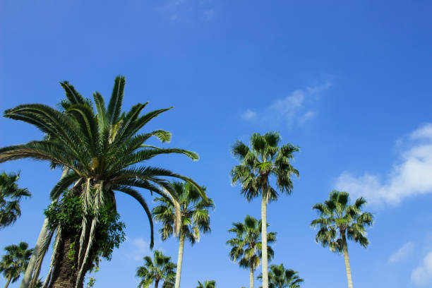 istock Palm trees under the blue sky of a beach resort 1300060415