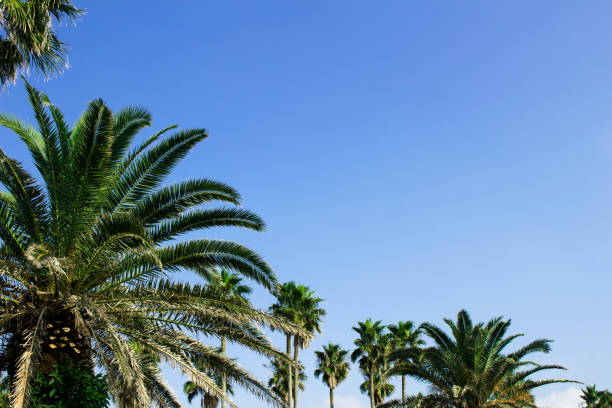 istock Palm trees under the blue sky of a beach resort 1300060417