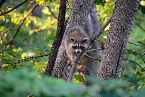 A cute baby raccoon plays in the trees on a sunny day a portrait of young animals in natural habitat woodland nature animal photography background
