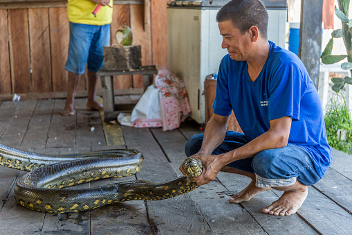Local Brazilian man crouched down on a wooden floor holding a large giant green anaconda snake around the neck with his bare hands while on a hut located on the Amazon River in State of Amazonas, Brazil, South America