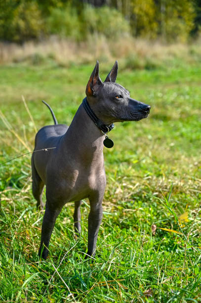 istock beautiful Xoloitzcuintle (Mexican Hairless Dog) standing on natural landscape background 1300061708