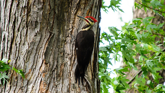 Picus pileatus Linnaeus a pileated woodpecker on a large maple tree portrait natural background photography