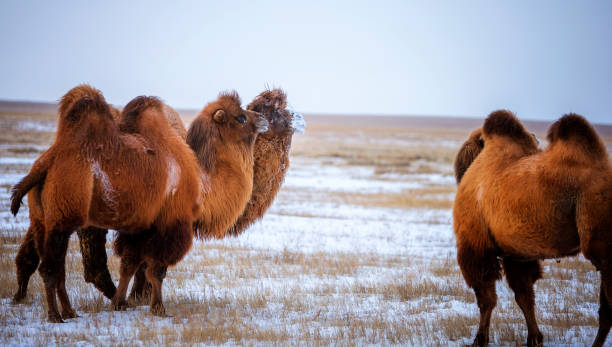 mongolische kamel - inner mongolia stock-fotos und bilder