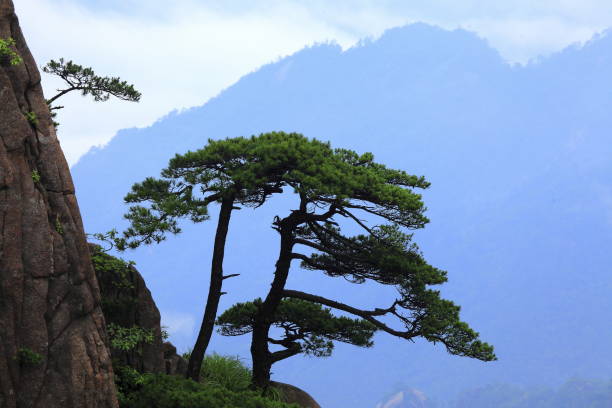 istock 