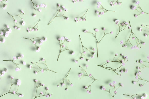 istock Flowers composition, pattern. Branches with Gypsophila buds on a green pastel background. Top view, flat lay. 1300065319