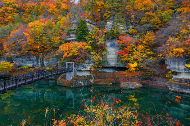 herbstfarben rund um fukushima 2020 - tree area japanese fall foliage japanese maple autumn stock-fotos und bilder