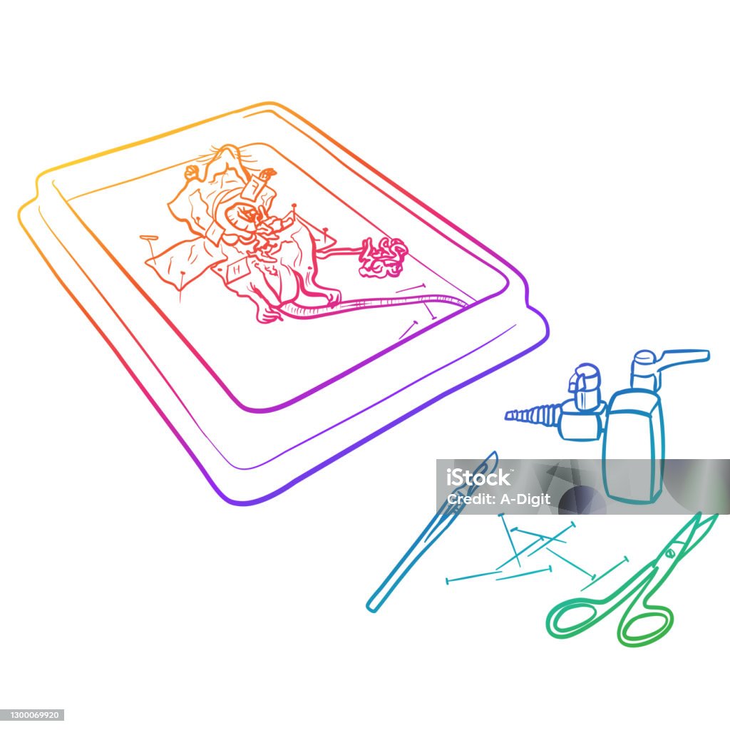 Mouse Dissection Vector Arcenciel De Rat De Dissection De Laboratoire De Science Vecteurs ...