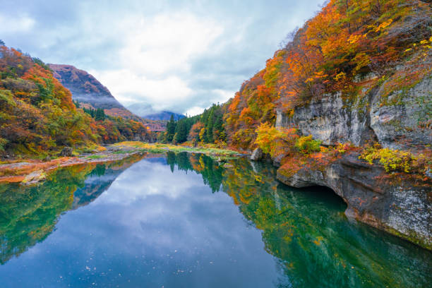 herbstfarben rund um fukushima 2020 - tree area japanese fall foliage japanese maple autumn stock-fotos und bilder