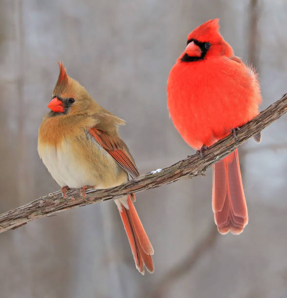 Northern Cardinal couple sitting on a branch in winter Northern Cardinal couple sitting on a branch in winter, Quebec, Canada female cardinal bird stock pictures, royalty-free photos & images