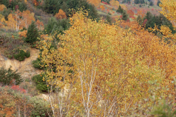 istock autumn leaf color in Hachimantai 1300074827