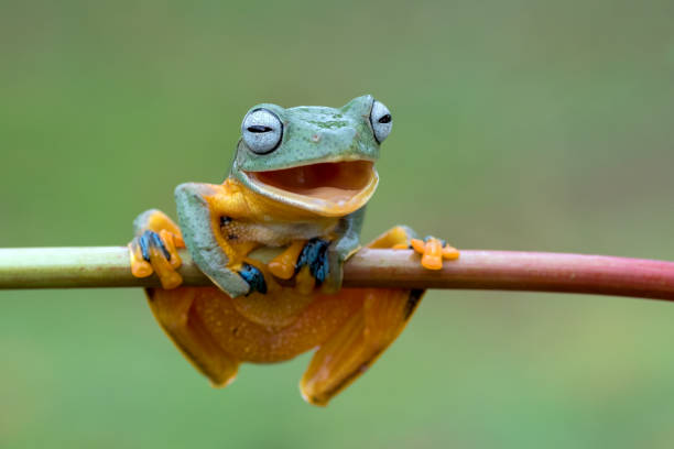 istock Green tree frog perched on a flower petals 1300075084