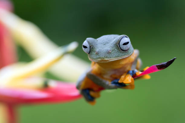 istock Green tree frog perched on a flower petals 1300075085