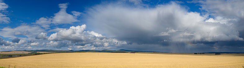 Rain over a wheat fieldRain clouds over wheat field, countryside panorama.