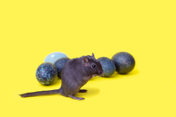 istock A small black rodent - a gerbil runs among the dark-colored Easter eggs on a yellow background 1300076728