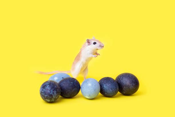 Hamsters play on rollers