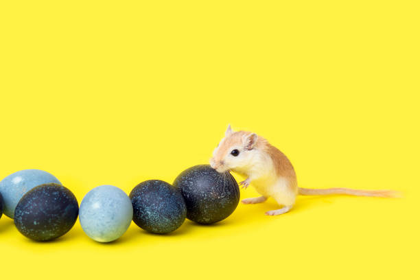 istock Little red rodent - a gerbil runs among the dark-colored Easter eggs on a yellow background 1300076754