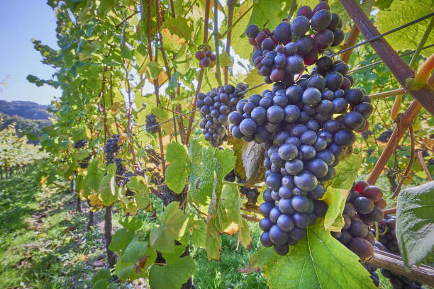 grappes noires de raisin sur la vigne - hanging from the vine photos et images de collection