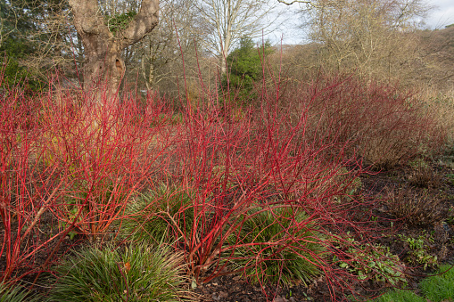 El invierno rojo brillante se stema en un arbusto de Dogwood caducifolio (Cornus alba 'Baton Rouge') rodeado de hierbas ornamentales en un jardín de bosques en Rural Devon, Inglaterra, Reino Unido photo
